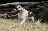 BOULEDOGUE AMERICAIN 097